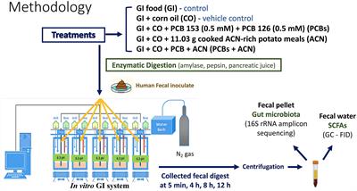 Anthocyanin-rich blue potato meals protect against polychlorinated biphenyl-mediated disruption of short-chain fatty acid production and gut microbiota profiles in a simulated human digestion model